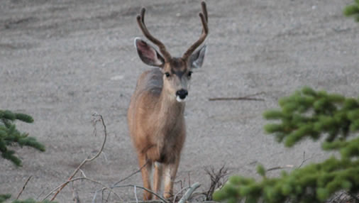 mule deer